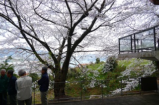 花見場所の桜開花画像